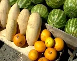 Баштанні культури (дозрівання) баштанні культури