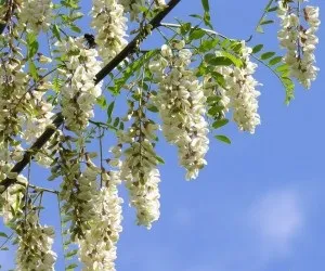 Біла акація опис, корисні властивості (опис) Біла акація опис, корисні властивості