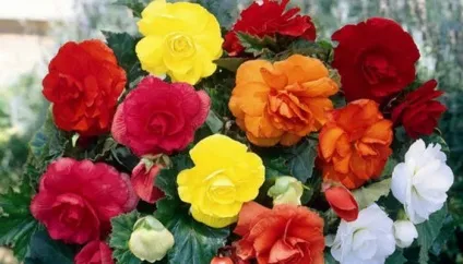 Бегонія (begonia)