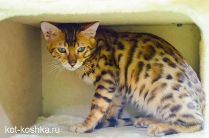 Бенгальська кішка 16 фото, догляд, як вибрати бенгальську кішку, опис породи