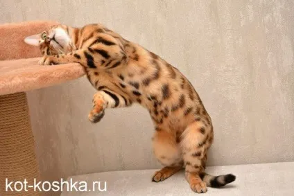 Бенгальська кішка 16 фото, догляд, як вибрати бенгальську кішку, опис породи