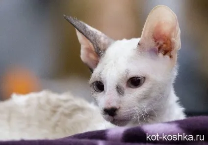 Бенгальська кішка 16 фото, догляд, як вибрати бенгальську кішку, опис породи