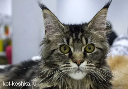 Бенгальська кішка 16 фото, догляд, як вибрати бенгальську кішку, опис породи