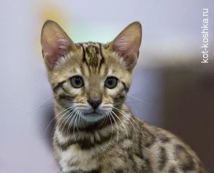Бенгальська кішка 16 фото, догляд, як вибрати бенгальську кішку, опис породи