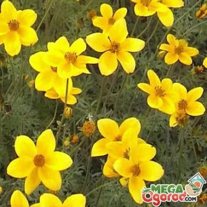 Біденс особливості вирощування і розмноження