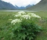 Як на ділянці боротися з кульбабами (насіння які були) Як на ділянці боротися з кульбабами