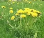 Як на ділянці боротися з кульбабами (насіння які були) Як на ділянці боротися з кульбабами