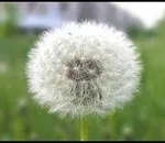 Як на ділянці боротися з кульбабами (господарство і побут) Як на ділянці боротися з кульбабами