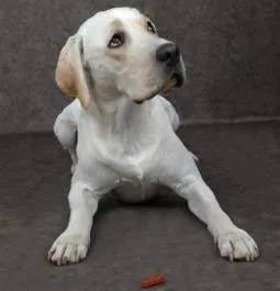 Як навчити собаку команді місце (відео)