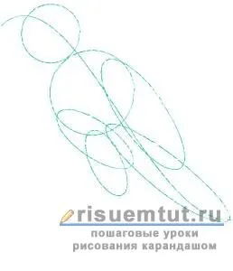 Як намалювати хвилястого папугу олівцем поетапно - малюємо тут (малюємо) Як намалювати хвилястого папугу олівцем поетапно - малюємо тут