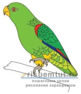 Як намалювати хвилястого папугу олівцем поетапно - малюємо тут (малюємо) Як намалювати хвилястого папугу олівцем поетапно - малюємо тут