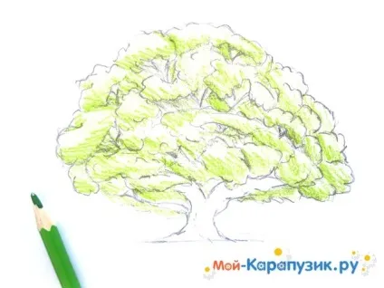 Як намалювати дуб поетапно кольоровими олівцями (кожної гілки листям) Як намалювати дуб поетапно кольоровими олівцями