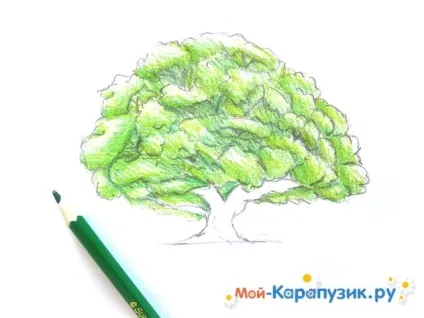 Як намалювати дуб поетапно кольоровими олівцями (поетапно) Як намалювати дуб поетапно кольоровими олівцями