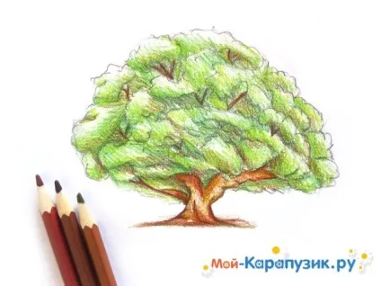 Як намалювати дуб поетапно кольоровими олівцями (поетапно) Як намалювати дуб поетапно кольоровими олівцями
