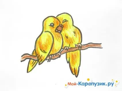 Як намалювати хвилястого папугу кольоровими олівцями поетапно (папуги) Як намалювати хвилястого папугу кольоровими олівцями поетапно