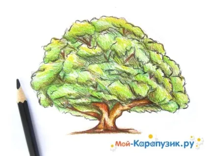 Як намалювати дуб поетапно кольоровими олівцями (кожної гілки листям) Як намалювати дуб поетапно кольоровими олівцями