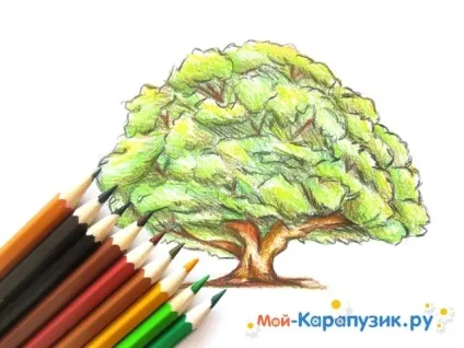 Як намалювати дуб поетапно кольоровими олівцями (кольоровими) Як намалювати дуб поетапно кольоровими олівцями