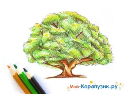 Як намалювати дуб поетапно кольоровими олівцями (олівцями) Як намалювати дуб поетапно кольоровими олівцями