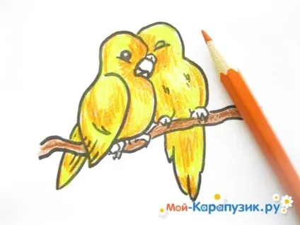 Як намалювати хвилястого папугу кольоровими олівцями поетапно (намалювати) Як намалювати хвилястого папугу кольоровими олівцями поетапно