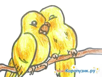 Як намалювати хвилястого папугу кольоровими олівцями поетапно (хвилястого) Як намалювати хвилястого папугу кольоровими олівцями поетапно