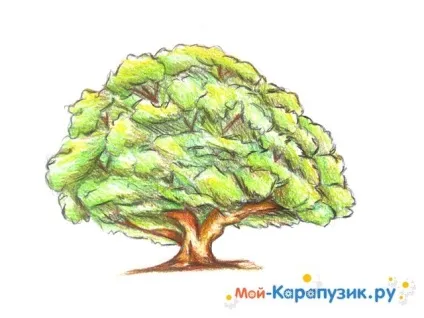 Як намалювати дуб поетапно кольоровими олівцями (кольоровими) Як намалювати дуб поетапно кольоровими олівцями