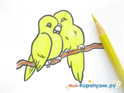 Як намалювати хвилястого папугу кольоровими олівцями поетапно (намалювати) Як намалювати хвилястого папугу кольоровими олівцями поетапно