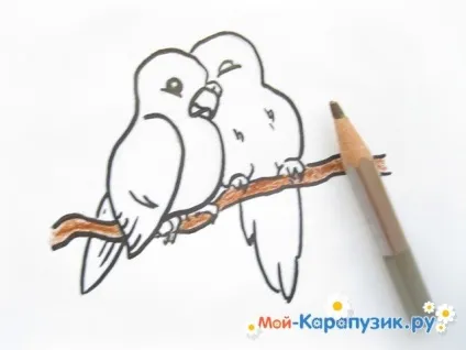 Як намалювати хвилястого папугу кольоровими олівцями поетапно (хвилястого) Як намалювати хвилястого папугу кольоровими олівцями поетапно