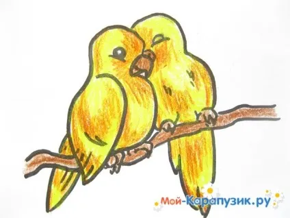 Як намалювати хвилястого папугу кольоровими олівцями поетапно (намалювати) Як намалювати хвилястого папугу кольоровими олівцями поетапно