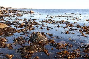 Хвороби сальних залоз