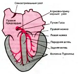 Блокада ніжок пучка Гіса (ЕКГ) Блокада ніжок пучка Гіса
