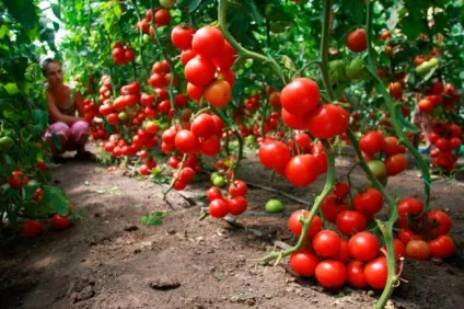 Бізнес план вирощування помідорів в теплиці, городник (вирощування) Бізнес план вирощування помідорів в теплиці, городник