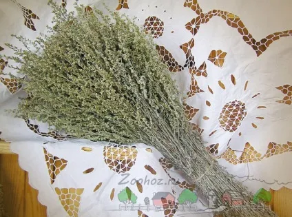 Блохи у курей, причини їх появи та лікування (причини) Блохи у курей, причини їх появи та лікування