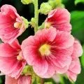 Брусниця садова посадка і догляд, вирощування і фото сортів (догляд) Брусниця садова посадка і догляд, вирощування і фото сортів