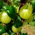 Брусниця садова посадка і догляд, вирощування і фото сортів (садові) Брусниця садова посадка і догляд, вирощування і фото сортів