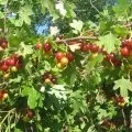 Брусниця садова посадка і догляд, вирощування і фото сортів (вирощування) Брусниця садова посадка і догляд, вирощування і фото сортів
