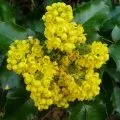 Брусниця садова посадка і догляд, вирощування і фото сортів (посадка) Брусниця садова посадка і догляд, вирощування і фото сортів