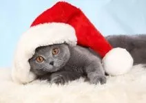 Британська короткошерста кішка фото, грумінг, догляд за британською кішкою, статура, вітаміни, (британська) Британська короткошерста кішка фото, грумінг, догляд за британською кішкою, статура, вітаміни,