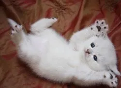 Великий живіт у кошеняти