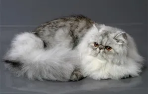 Британська короткошерста кішка - особливості догляду, історія породи і харчування британської (породи) Британська короткошерста кішка - особливості догляду, історія породи і харчування британської