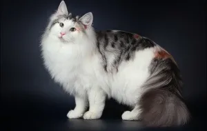 Британська короткошерста кішка - особливості догляду, історія породи і харчування британської (харчування) Британська короткошерста кішка - особливості догляду, історія породи і харчування британської