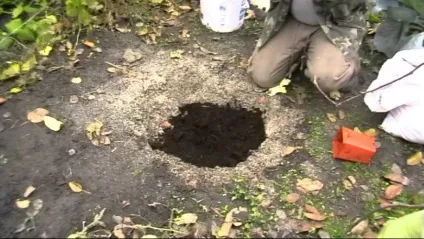 Брусниця садова посадка і догляд, вирощування і фото сортів (брусниця) Брусниця садова посадка і догляд, вирощування і фото сортів