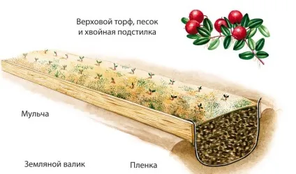 Брусниця садова посадка і догляд, вирощування і фото сортів (вирощування) Брусниця садова посадка і догляд, вирощування і фото сортів
