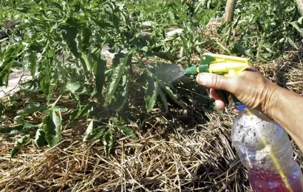 Боротьба з фітофторою на помідорах народні засоби