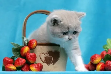 Британська короткошерста кішка фото, грумінг, догляд за британською кішкою, статура, вітаміни, (фото) Британська короткошерста кішка фото, грумінг, догляд за британською кішкою, статура, вітаміни,