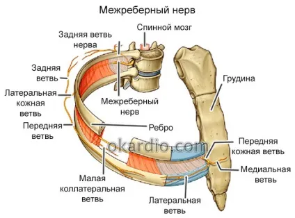 Болить в області серця при вдиху можливі причини і лікування (вдиху) Болить в області серця при вдиху можливі причини і лікування