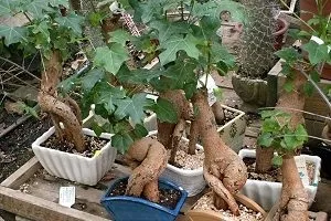 Пляшкове дерево догляд в домашніх умовах фото кімнатної квітки ноліна, як доглядати за