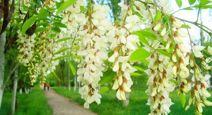Цілющі властивості квітучої акації, родобожіе (акації) Цілющі властивості квітучої акації, родобожіе