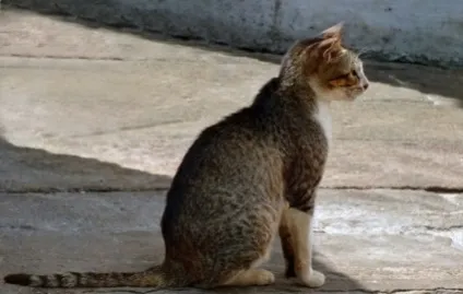 Цейлонська кішка, кіт і кошеня