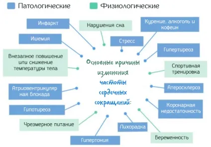 Частота серцевих скорочень - нормальна і максимальна в спокої або під час тренування