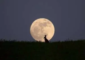 Чим я можу бути корисний